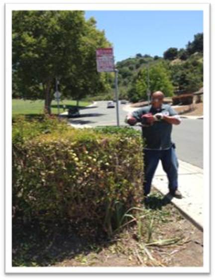 Description: Shrub Pruning Lamoine Park